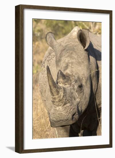 Africa, South Africa. Close-Up of Rhinoceros-Jaynes Gallery-Framed Photographic Print