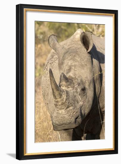 Africa, South Africa. Close-Up of Rhinoceros-Jaynes Gallery-Framed Photographic Print