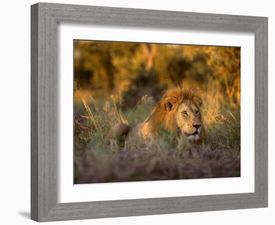 Africa, South Africa, Kruger National Park. Male lion rests in grass at sunset.-Jaynes Gallery-Framed Photographic Print