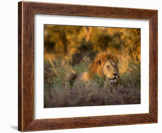 Africa, South Africa, Kruger National Park. Male lion rests in grass at sunset.-Jaynes Gallery-Framed Photographic Print