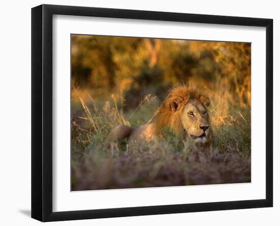 Africa, South Africa, Kruger National Park. Male lion rests in grass at sunset.-Jaynes Gallery-Framed Photographic Print