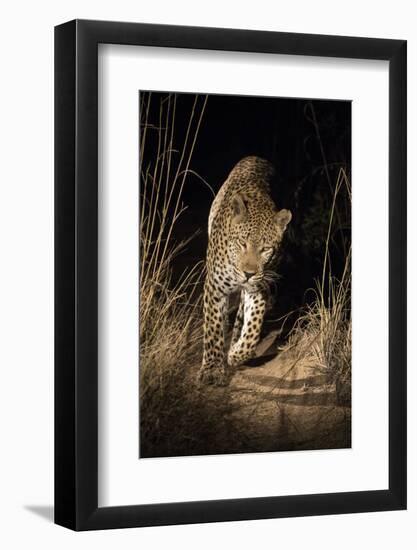 Africa, South Africa. Leopard Walking Trail at Night-Jaynes Gallery-Framed Photographic Print