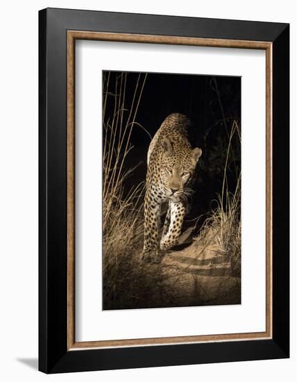 Africa, South Africa. Leopard Walking Trail at Night-Jaynes Gallery-Framed Photographic Print