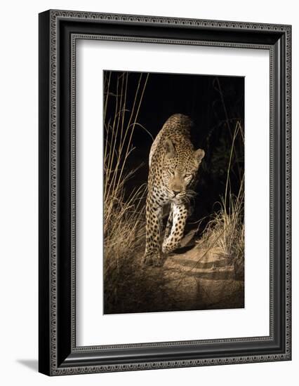 Africa, South Africa. Leopard Walking Trail at Night-Jaynes Gallery-Framed Photographic Print
