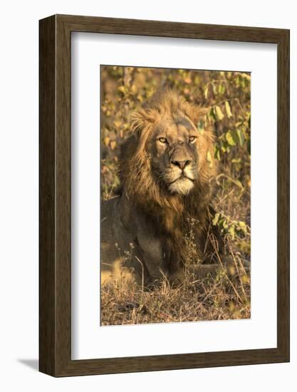 Africa, South Africa. Male Lion Resting-Jaynes Gallery-Framed Photographic Print