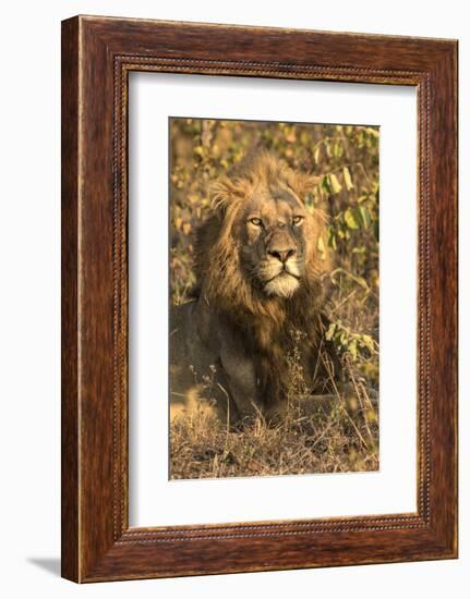 Africa, South Africa. Male Lion Resting-Jaynes Gallery-Framed Photographic Print