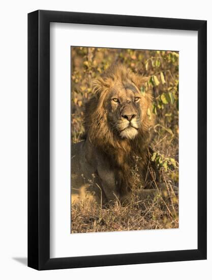 Africa, South Africa. Male Lion Resting-Jaynes Gallery-Framed Photographic Print