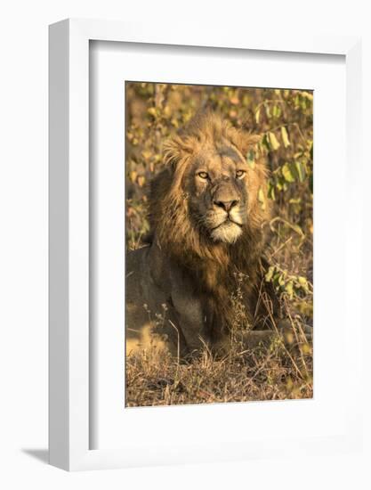 Africa, South Africa. Male Lion Resting-Jaynes Gallery-Framed Photographic Print