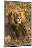 Africa, South Africa. Male Lion Resting-Jaynes Gallery-Mounted Photographic Print