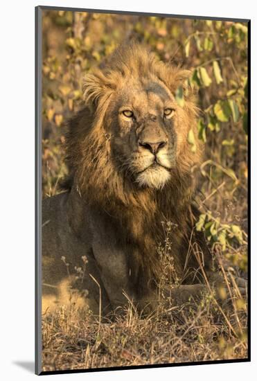 Africa, South Africa. Male Lion Resting-Jaynes Gallery-Mounted Photographic Print
