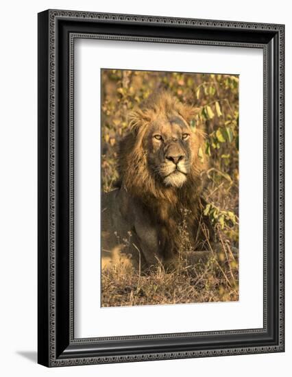 Africa, South Africa. Male Lion Resting-Jaynes Gallery-Framed Photographic Print