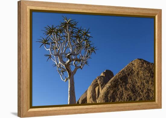 Africa, South Africa, Richtersveld National Park. Quiver Tree and Boulder-Jaynes Gallery-Framed Premier Image Canvas