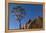 Africa, South Africa, Richtersveld National Park. Quiver Tree and Boulder-Jaynes Gallery-Framed Premier Image Canvas