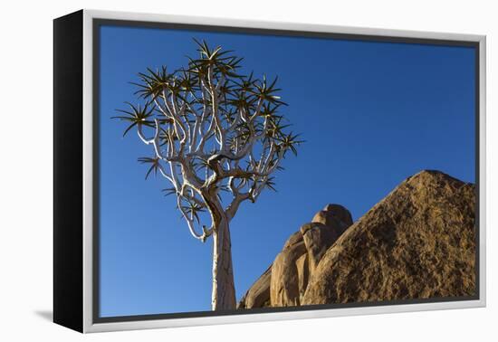 Africa, South Africa, Richtersveld National Park. Quiver Tree and Boulder-Jaynes Gallery-Framed Premier Image Canvas