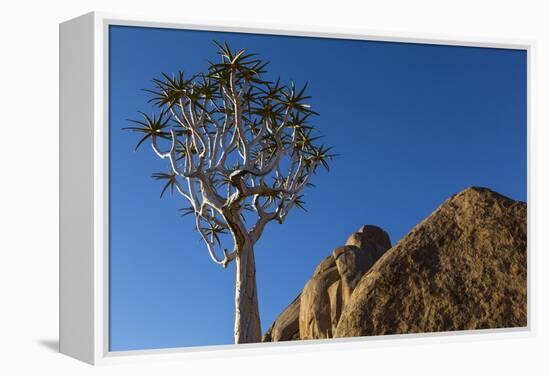 Africa, South Africa, Richtersveld National Park. Quiver Tree and Boulder-Jaynes Gallery-Framed Premier Image Canvas