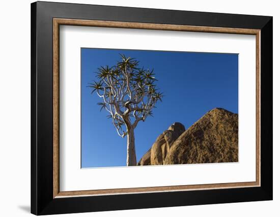 Africa, South Africa, Richtersveld National Park. Quiver Tree and Boulder-Jaynes Gallery-Framed Photographic Print