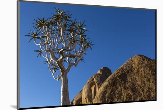 Africa, South Africa, Richtersveld National Park. Quiver Tree and Boulder-Jaynes Gallery-Mounted Photographic Print