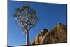 Africa, South Africa, Richtersveld National Park. Quiver Tree and Boulder-Jaynes Gallery-Mounted Photographic Print