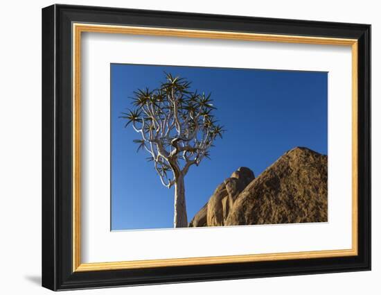 Africa, South Africa, Richtersveld National Park. Quiver Tree and Boulder-Jaynes Gallery-Framed Photographic Print