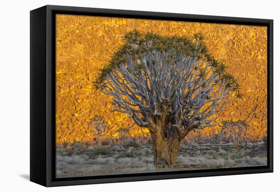 Africa, South Africa, Richtersveld National Park. Quiver Trees Against Hillside-Jaynes Gallery-Framed Premier Image Canvas