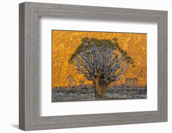 Africa, South Africa, Richtersveld National Park. Quiver Trees Against Hillside-Jaynes Gallery-Framed Photographic Print