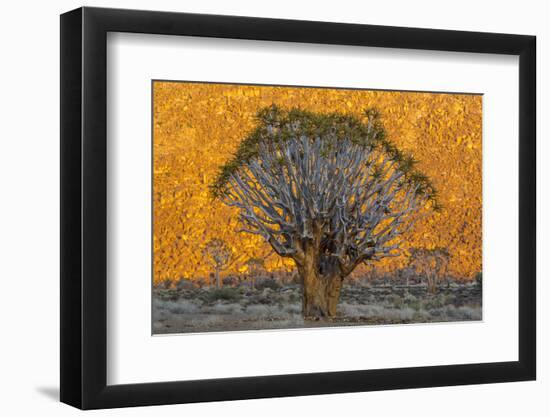 Africa, South Africa, Richtersveld National Park. Quiver Trees Against Hillside-Jaynes Gallery-Framed Photographic Print