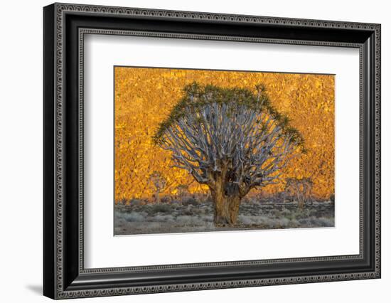 Africa, South Africa, Richtersveld National Park. Quiver Trees Against Hillside-Jaynes Gallery-Framed Photographic Print