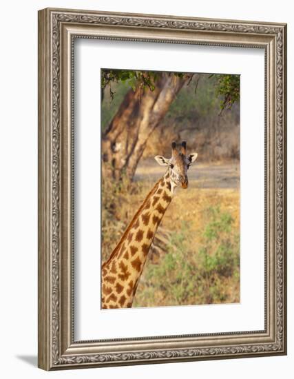 Africa, Tanzania. A giraffe stands under a large tree.-Ellen Goff-Framed Photographic Print