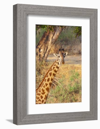 Africa, Tanzania. A giraffe stands under a large tree.-Ellen Goff-Framed Photographic Print