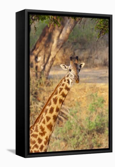 Africa, Tanzania. A giraffe stands under a large tree.-Ellen Goff-Framed Premier Image Canvas