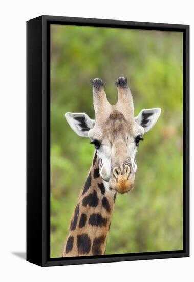 Africa, Tanzania. A head shot of a Masai giraffe.-Ellen Goff-Framed Premier Image Canvas