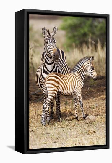 Africa, Tanzania. A very young zebra foal stands with its mother.-Ellen Goff-Framed Premier Image Canvas