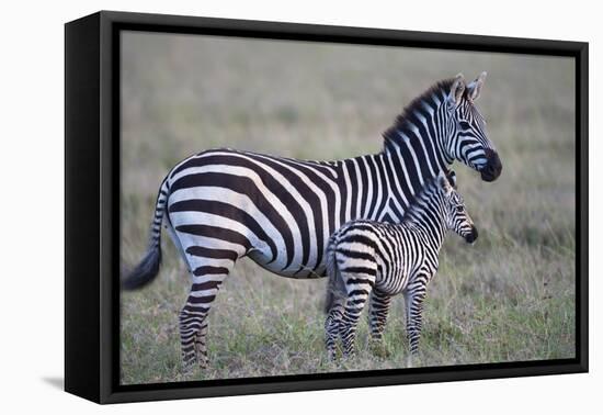 Africa, Tanzania. A young foal stands next to its mother.-Ellen Goff-Framed Premier Image Canvas