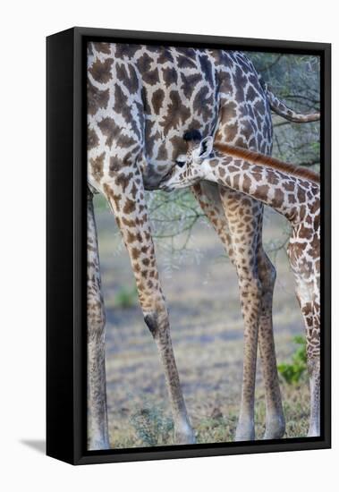 Africa, Tanzania. A young giraffe suckles.-Ellen Goff-Framed Premier Image Canvas