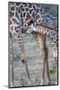 Africa, Tanzania. A young giraffe suckles.-Ellen Goff-Mounted Photographic Print