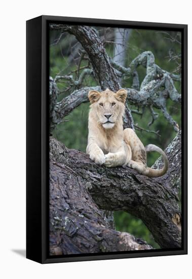 Africa, Tanzania. A young male lion sits in an old tree.-Ellen Goff-Framed Premier Image Canvas