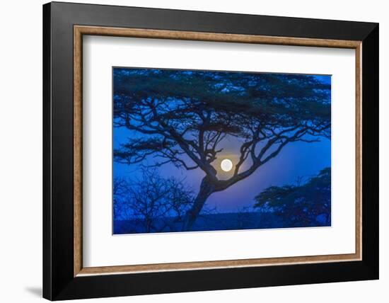 Africa, Tanzania, acacia tree and moon-Lee Klopfer-Framed Photographic Print