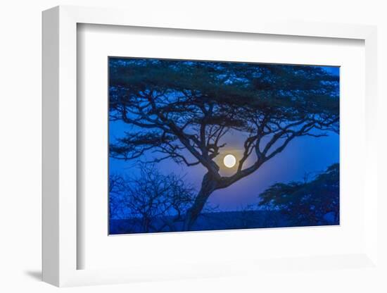 Africa, Tanzania, acacia tree and moon-Lee Klopfer-Framed Photographic Print