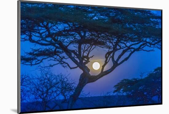 Africa, Tanzania, acacia tree and moon-Lee Klopfer-Mounted Photographic Print