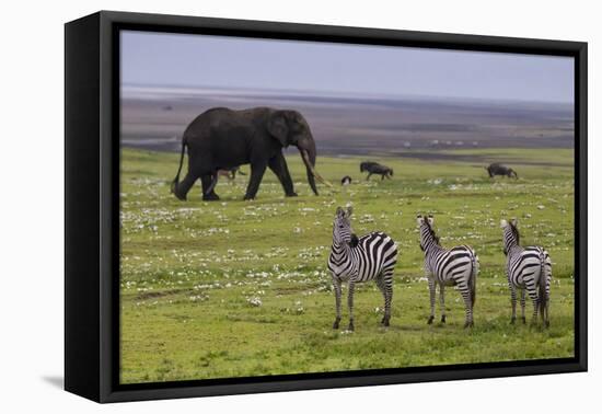 Africa. Tanzania. African elephant at the crater in the Ngorongoro Conservation Area.-Ralph H. Bendjebar-Framed Premier Image Canvas