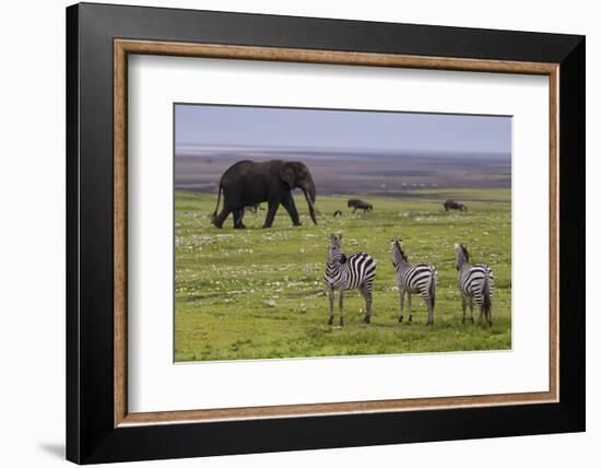 Africa. Tanzania. African elephant at the crater in the Ngorongoro Conservation Area.-Ralph H. Bendjebar-Framed Photographic Print