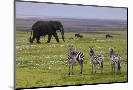 Africa. Tanzania. African elephant at the crater in the Ngorongoro Conservation Area.-Ralph H. Bendjebar-Mounted Photographic Print