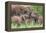 Africa. Tanzania. African elephants at Tarangire National Park,-Ralph H. Bendjebar-Framed Premier Image Canvas