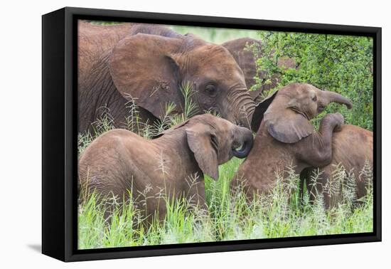 Africa. Tanzania. African elephants at Tarangire National Park,-Ralph H. Bendjebar-Framed Premier Image Canvas