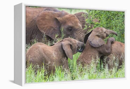 Africa. Tanzania. African elephants at Tarangire National Park,-Ralph H. Bendjebar-Framed Premier Image Canvas