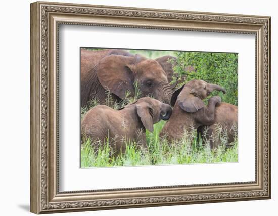 Africa. Tanzania. African elephants at Tarangire National Park,-Ralph H. Bendjebar-Framed Photographic Print