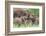 Africa. Tanzania. African elephants at Tarangire National Park,-Ralph H. Bendjebar-Framed Photographic Print