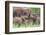 Africa. Tanzania. African elephants at Tarangire National Park,-Ralph H. Bendjebar-Framed Photographic Print