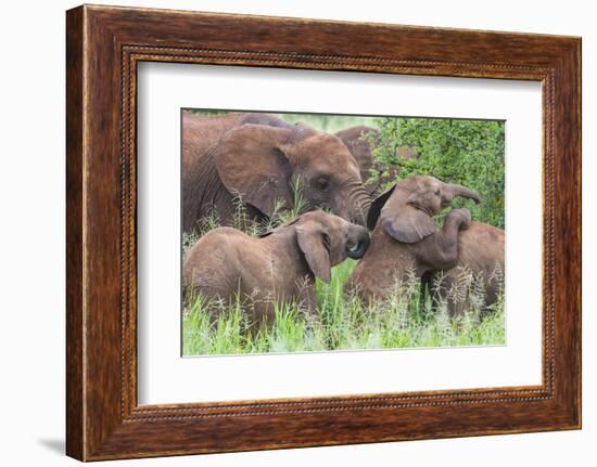 Africa. Tanzania. African elephants at Tarangire National Park,-Ralph H. Bendjebar-Framed Photographic Print