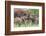 Africa. Tanzania. African elephants at Tarangire National Park,-Ralph H. Bendjebar-Framed Photographic Print